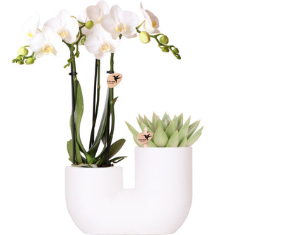 Set van witte Amabilis orchideeën in witte buisvormige decoratieve pot - potmaat 9 cm |