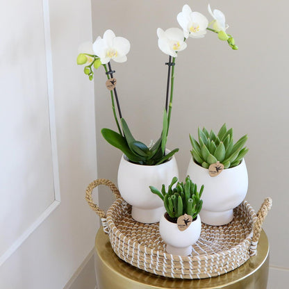 Geschenkset Scandic Wit - Plantenset met witte orchideeën en vetplanten inclusief keramische decoratieve potten