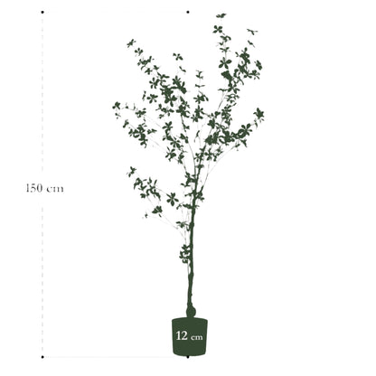 Artificial Tree - Tropaeolum Speciosum - East Indian Cherry - 150 cm