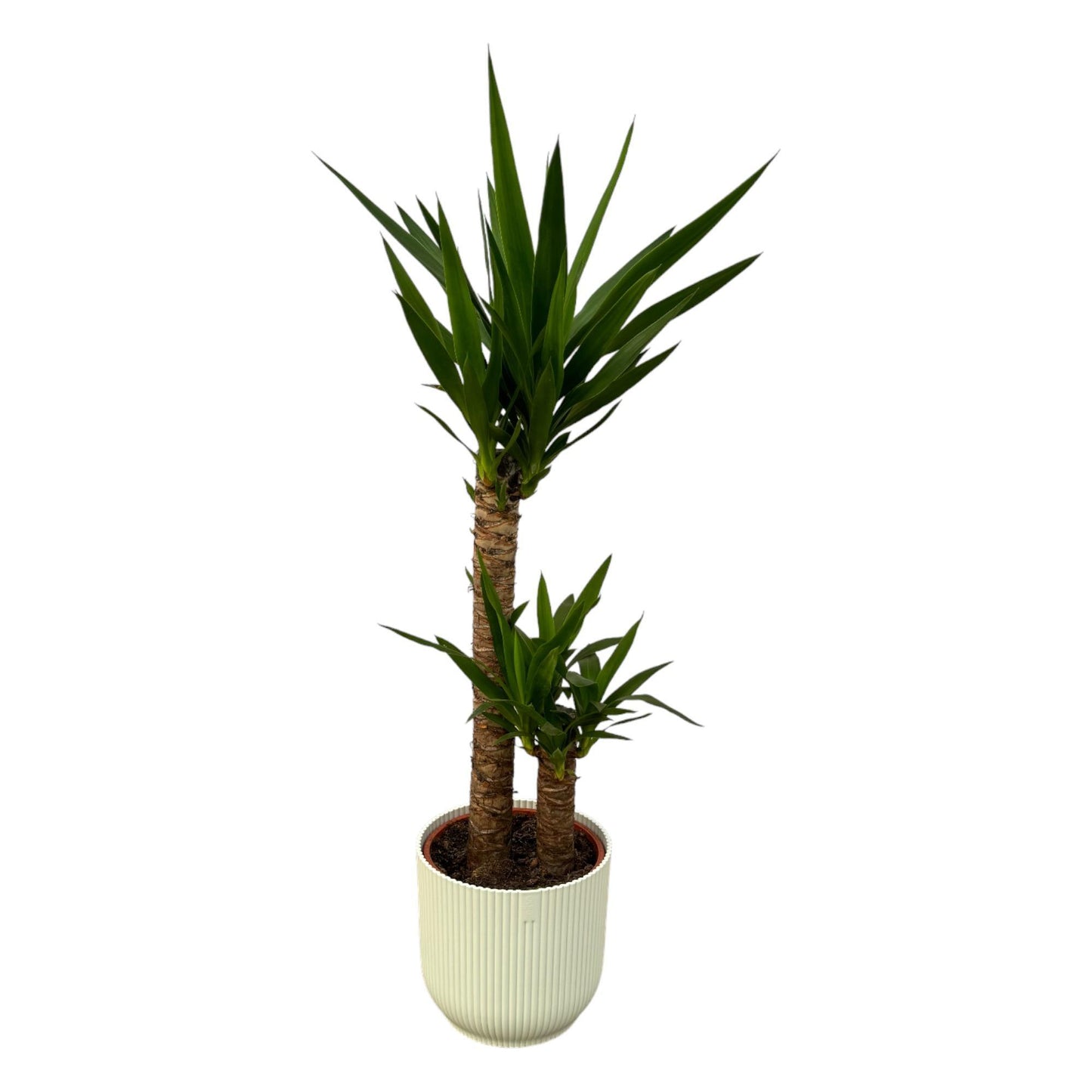 Yucca - 100 cm - 21 cm + Elho Vibes Fold Round white D22xH20