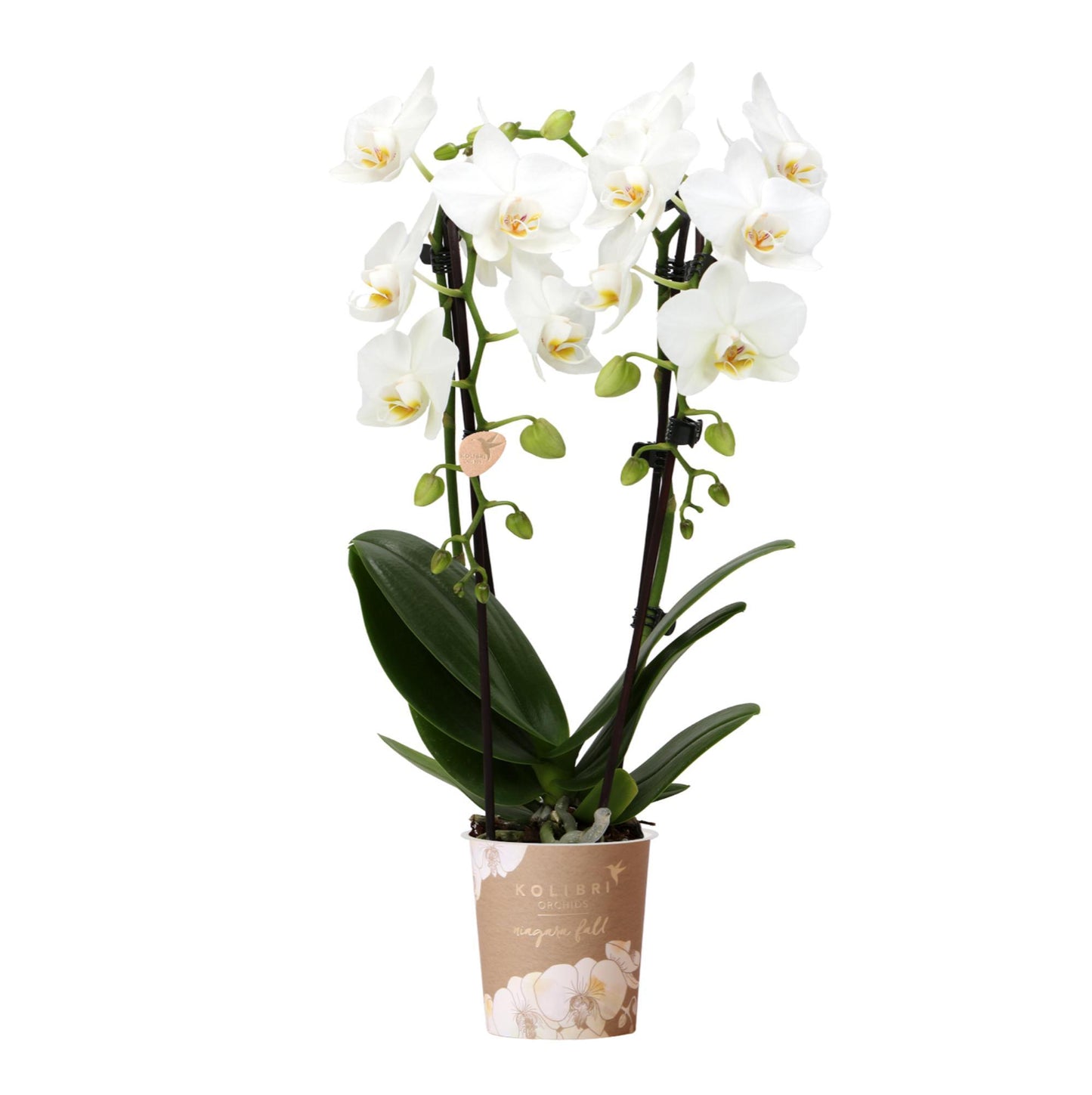 White Orchid - Niagara Fall - pot size 9cm