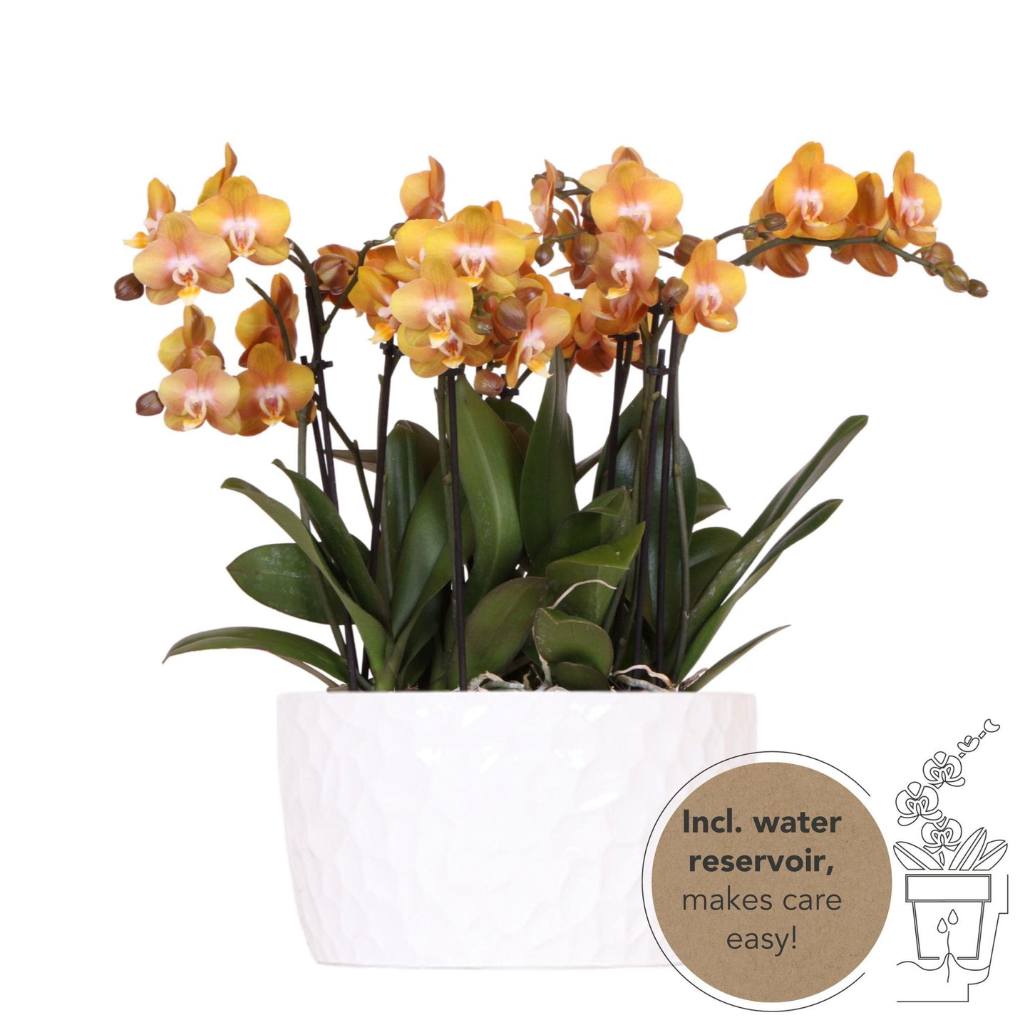 Orange Orchid Set in HONEY dish incl. water reservoir