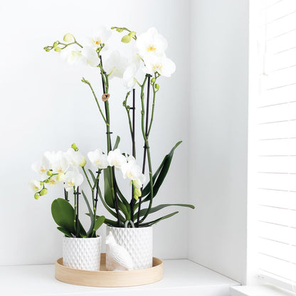 Witte Orchidee - Dame Blanche - potmaat 12cm