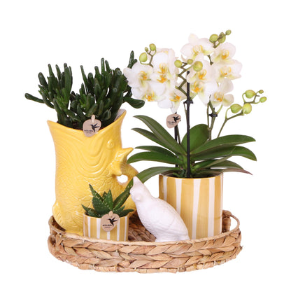 Gift Set Mediterranean Plant Set with White Orchid  Including Ceramic Pots