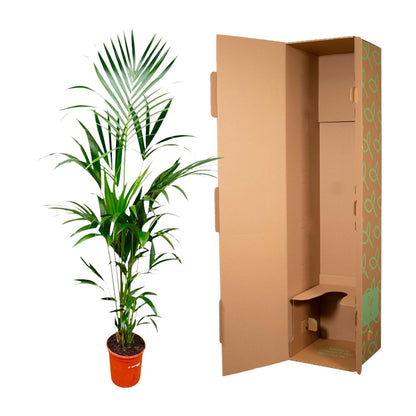 Kentia Palmboom - Hoogte 180cm - Potmaat 24