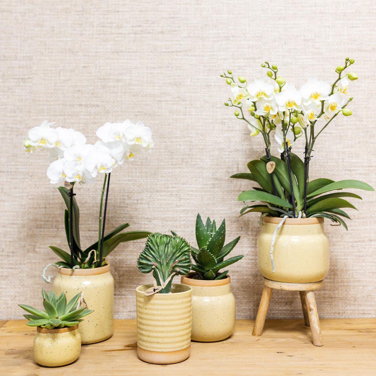 Yellow Orchid + Vintage khaki pots + Bamboo Tray