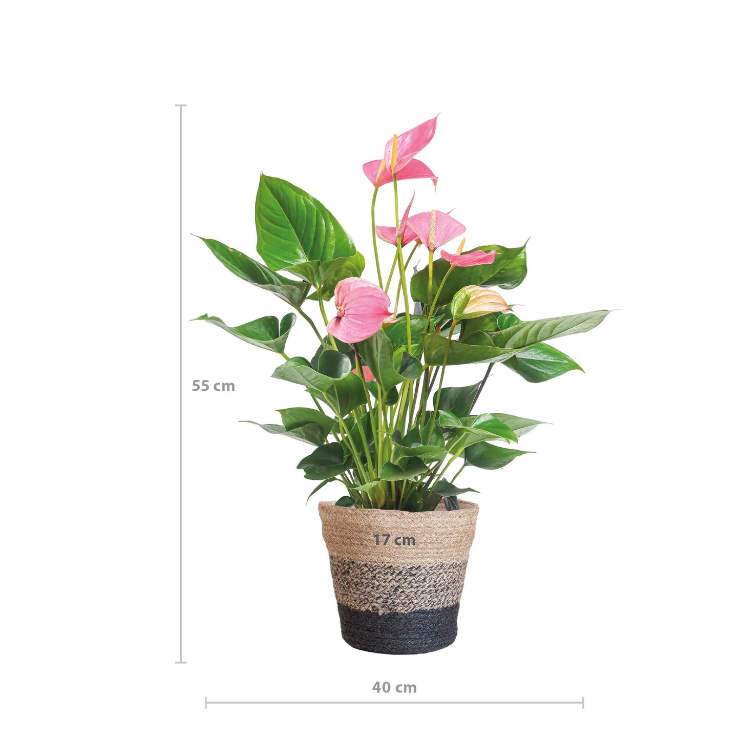 Anthurium Pink Explosion + Lisbon zwarte mand - Hoogte 55cm - Potmaat 17