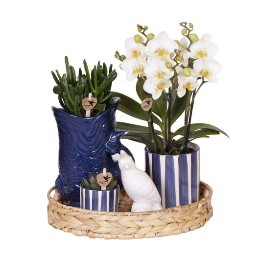 Plant Set Mediterranean Sunset - White Orchid Lausanne and Succulents incl. Ceramic Pots