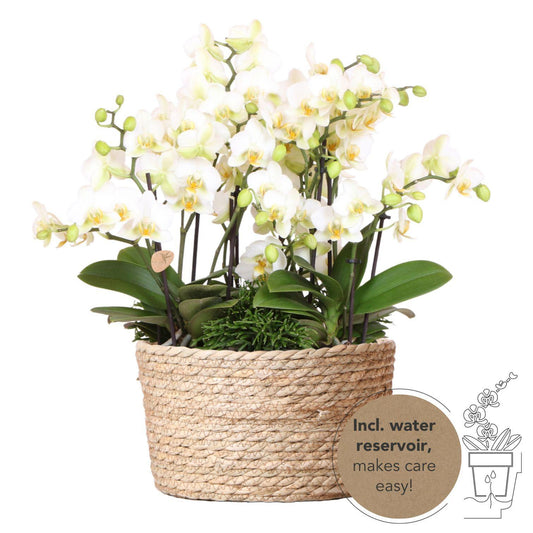 Witte plantenset in rieten mand - Lausanne Orchids + Groene planten met waterreservoir