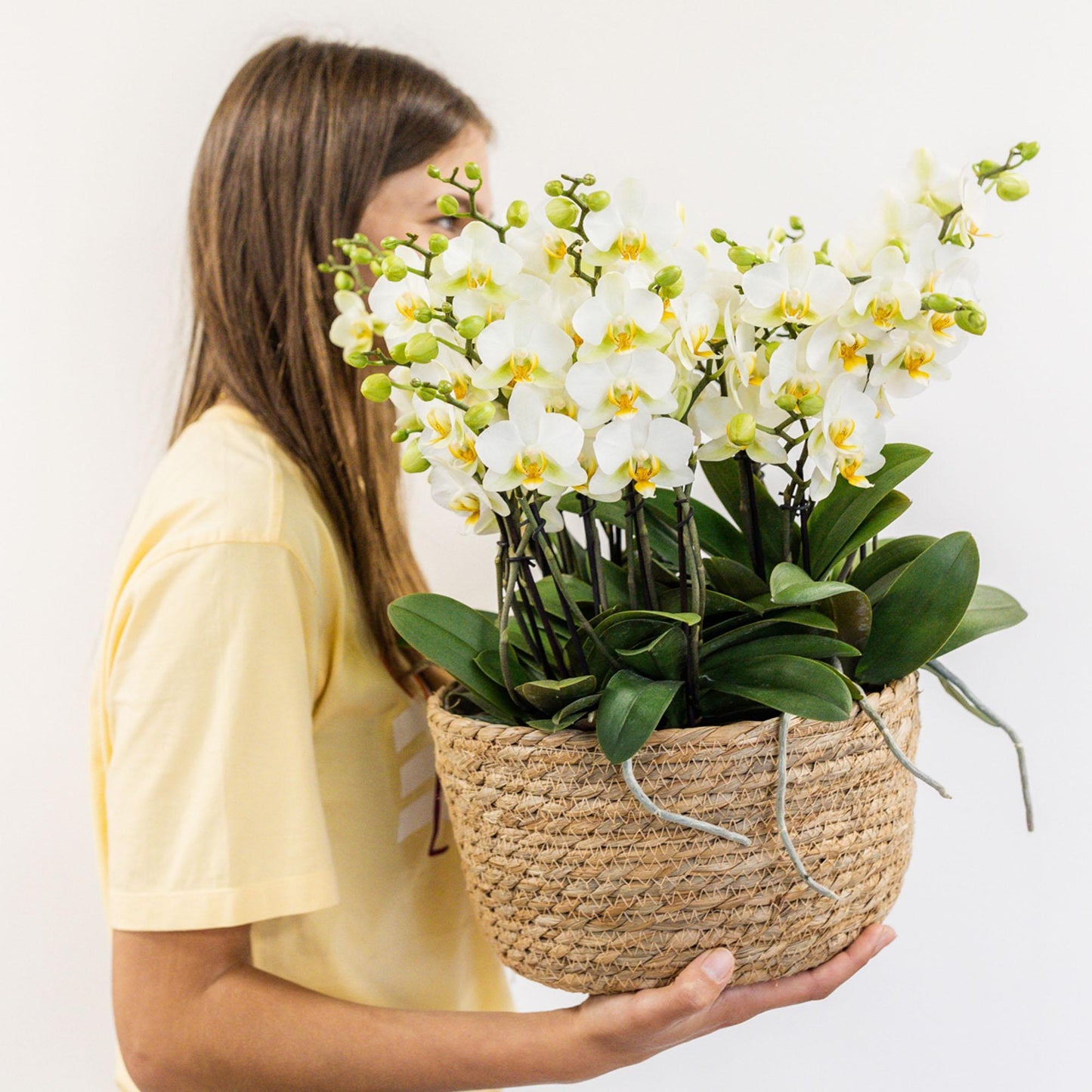 Conjunto de plantas blancas en cesta de juncos - Orquídeas Lausanne + Plantas verdes con depósito de agua