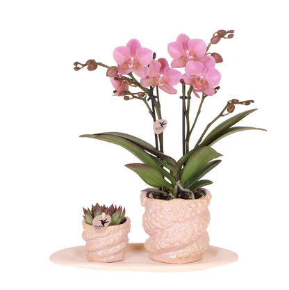 Gift Set Octopus Green Plant with Pastel Pink Orchid in Octopus Pink Decorative Pots on White Organic Tray