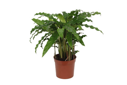 Calathea Bluegrass - 40 cm - 12cm