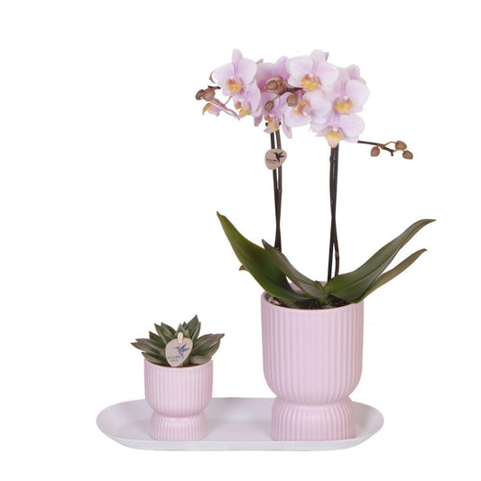 Plant Set Floral Blush Pink Small - Green Plants + Orchid in Floral Blush Pink Pots + White Tray