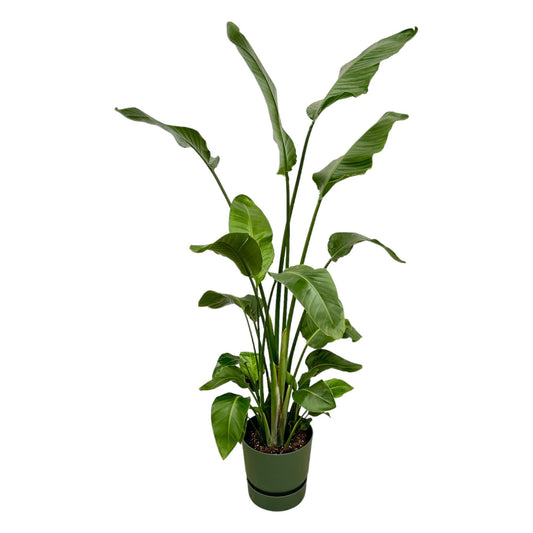 Strelitzia Nicolai + Elho Greenville Round green - 180 cm - 30 cm