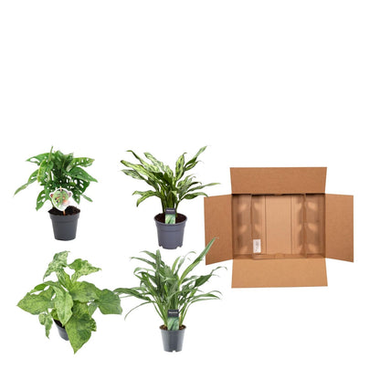 Green mix of 4 plants - Monstera obliqua 'Monkey Leaf' - 25 cm - 12 - Aglaonema Juliette - 40 cm - 12 - Syngonium Mottled - 25 cm - 12 - Aglaonema Cutlass - 40 cm - 12