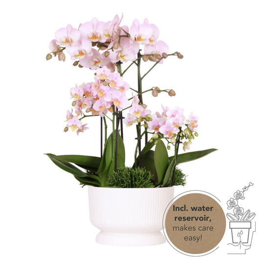 Pink Plant Set in Diabolo White Dish - Three Pink Orchids + Three Green Plants - Field Bouquet Pink + Self-Sustaining Water Reservoir