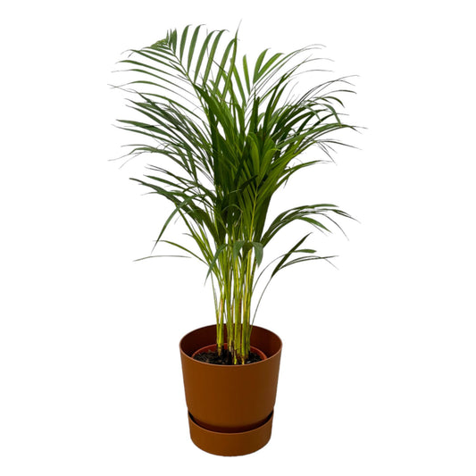 Areca Palm - Hoogte 85 cm + Elho Greenville Ronde Pot - Bruin D24xH23