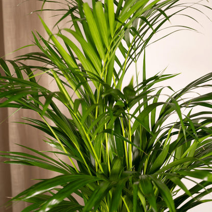 Areca Palm - Height 85 cm - Pot size 19 cm