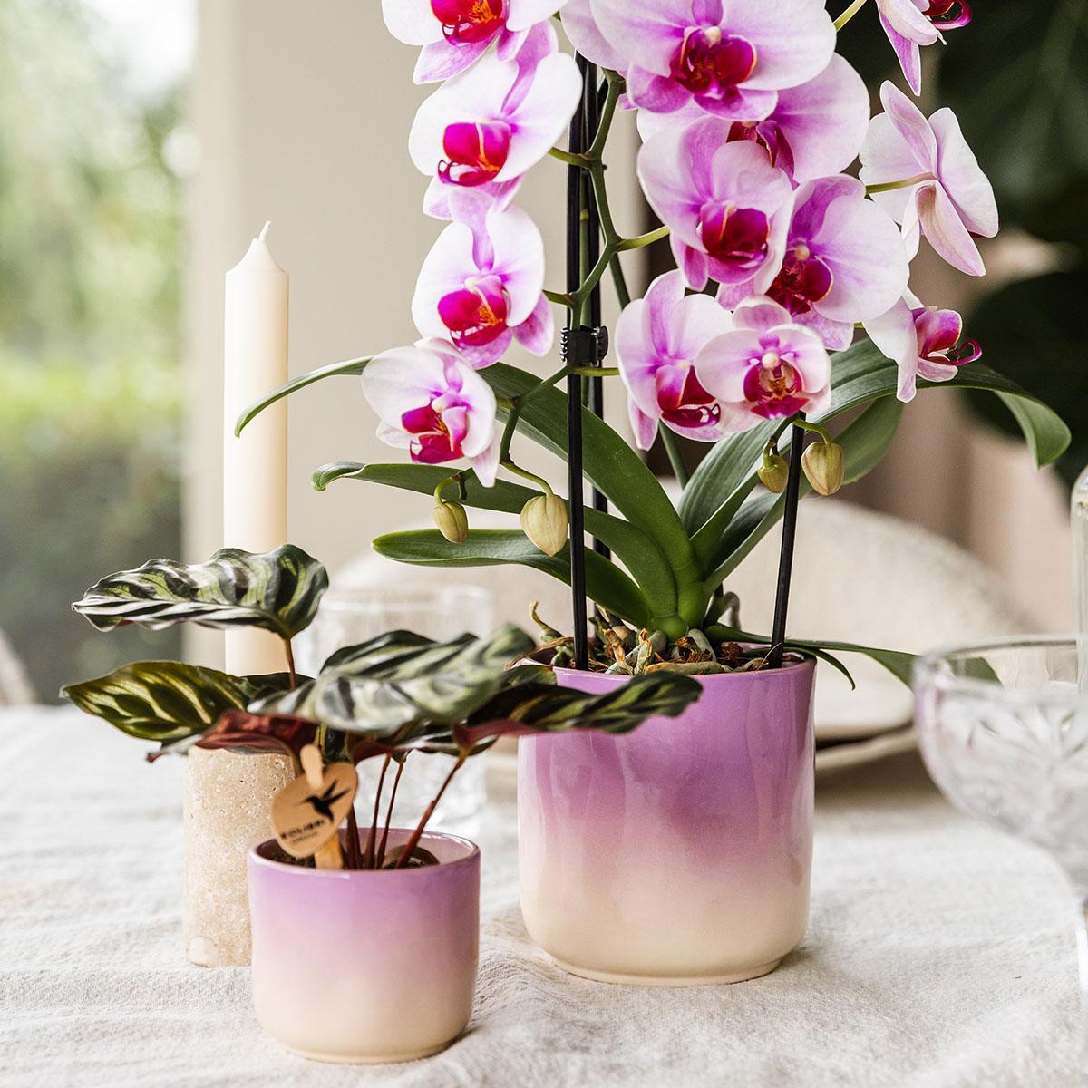 Roze Orchidee Niagara Falls + Gradience Roze Decoratieve Pot - Potmaat 9cm