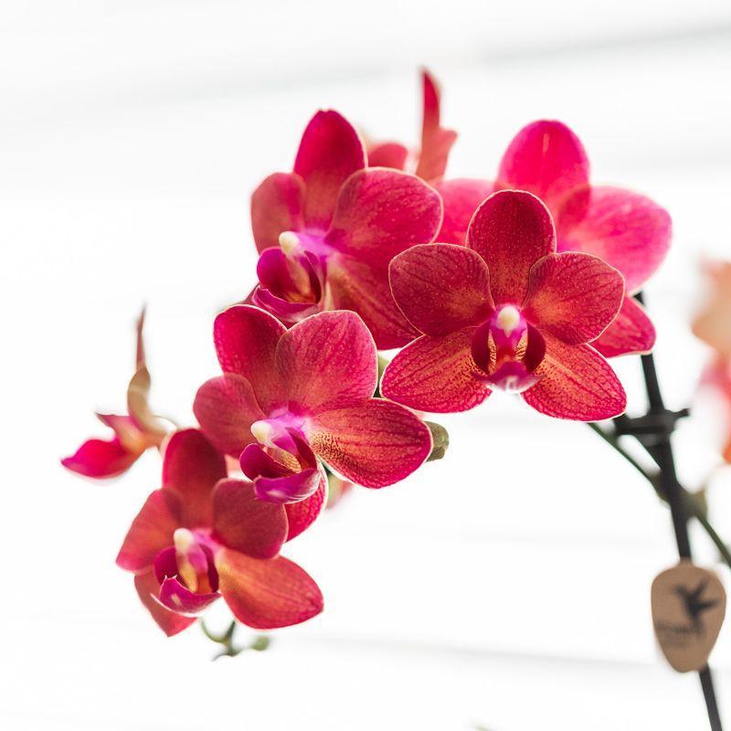 Rode Phalaenopsis orchidee - Congo + Diabolo travertijn - potmaat 9cm