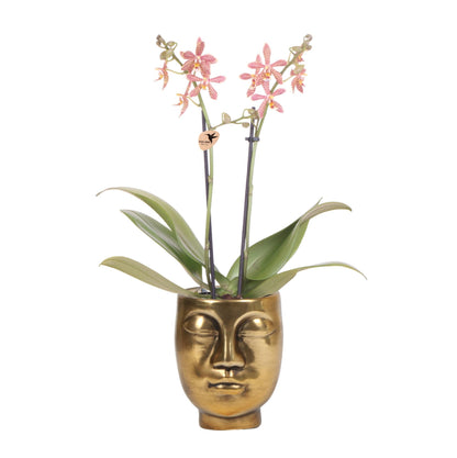 Orange Orchid Spider + Face-2-Face goud Potmaat 9cm