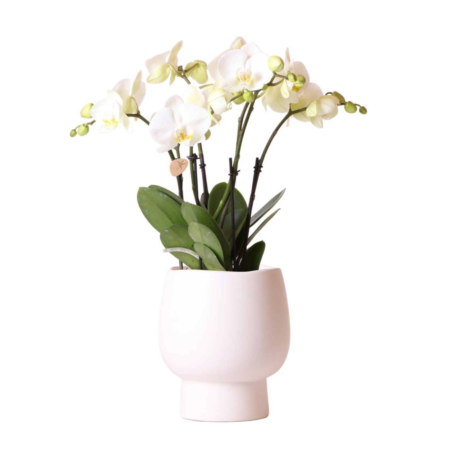 Witte Orchidee Pot Maat - Jewel Ghent + Scandic Witte Pot - Pot Maat 12cm