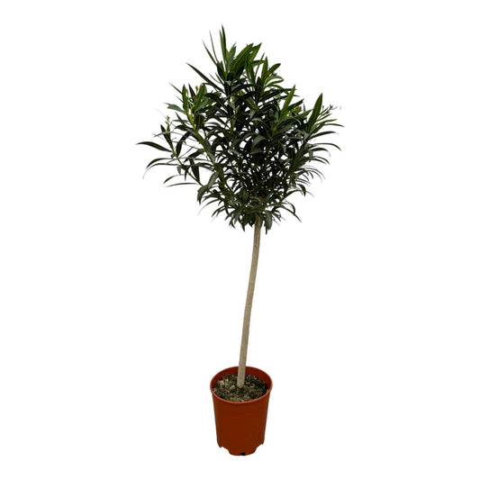 Nerium Oleander on a stem + white flowers - 190 cm - 31 cm