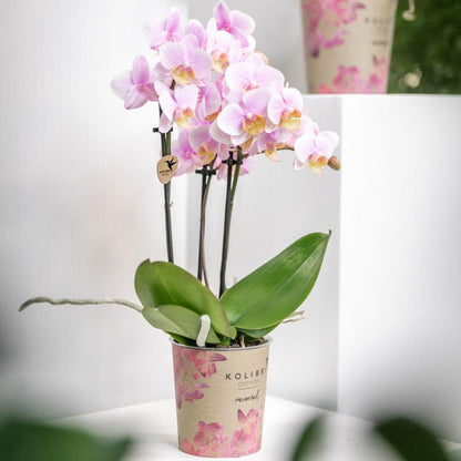 Roze Orchideeën - Andorra - potmaat 9cm