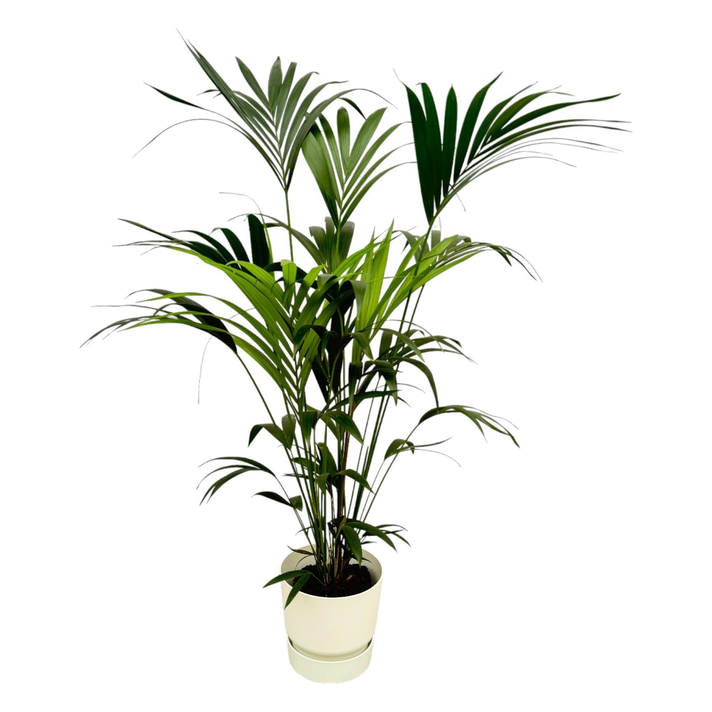 Kentia Palmboom + Elho Greenville Rond wit - 160 cm - 30 cm