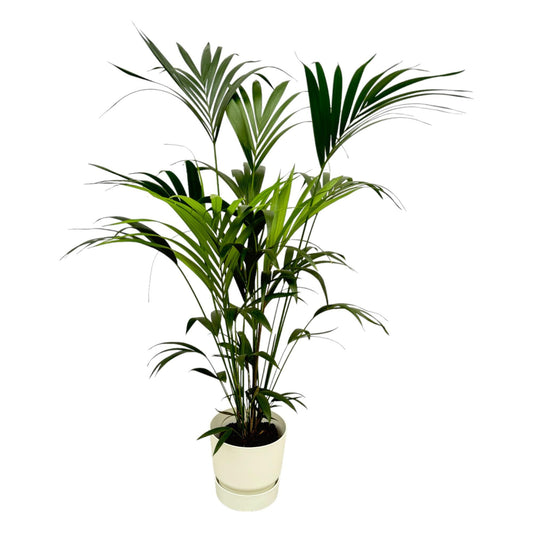 Kentia Palm Tree + Elho Greenville Round white - 160 cm - 30 cm