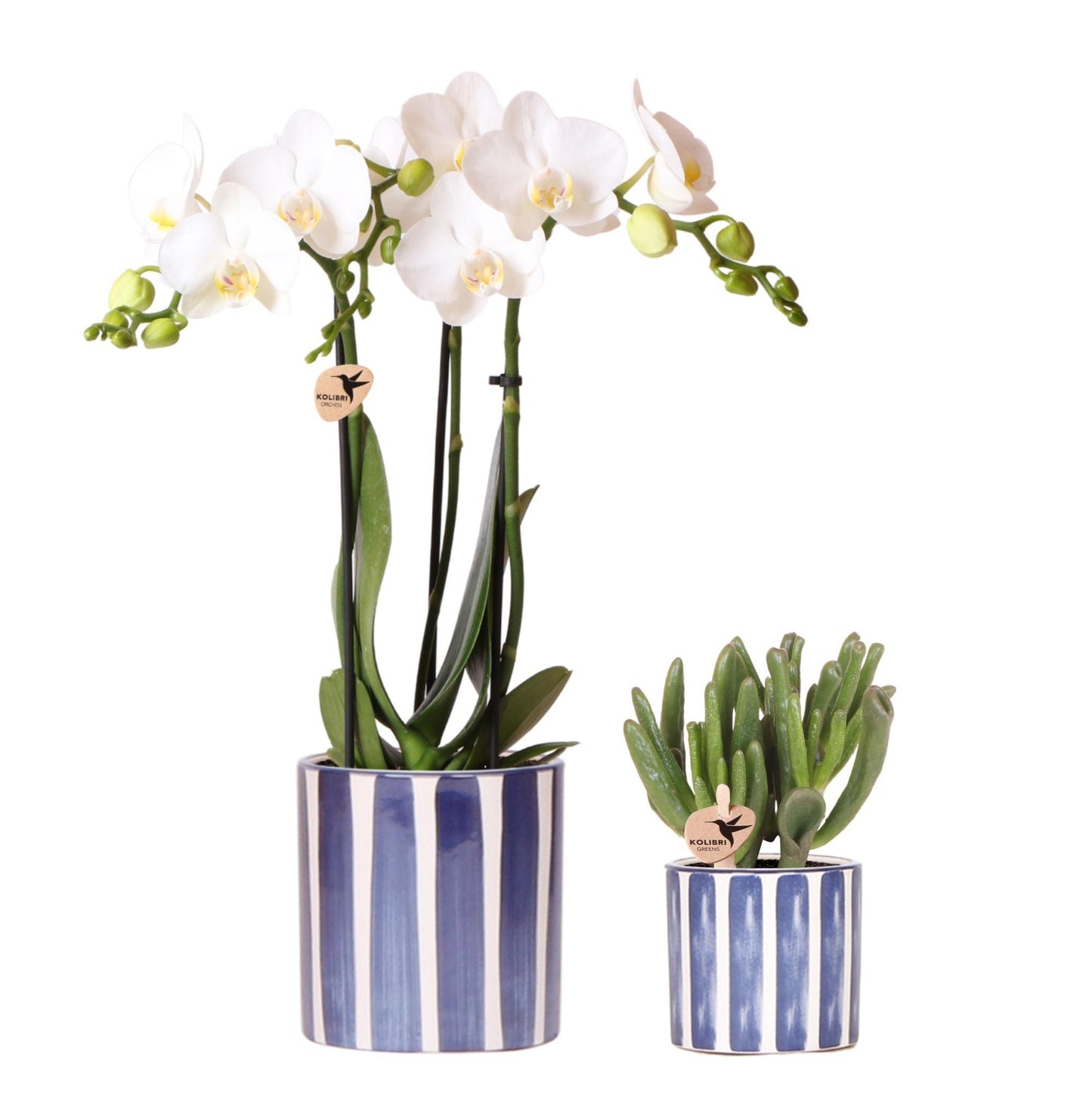 Witte Amabilis Orchidee + Crassula Hobbit + Blauwe en Gestreepte Pot - Potmaat 9cm + 6cm