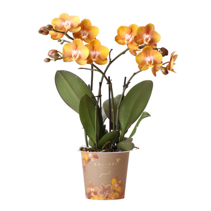 Golden Orange Orchid - Jewel Las Vegas - pot size 12cm