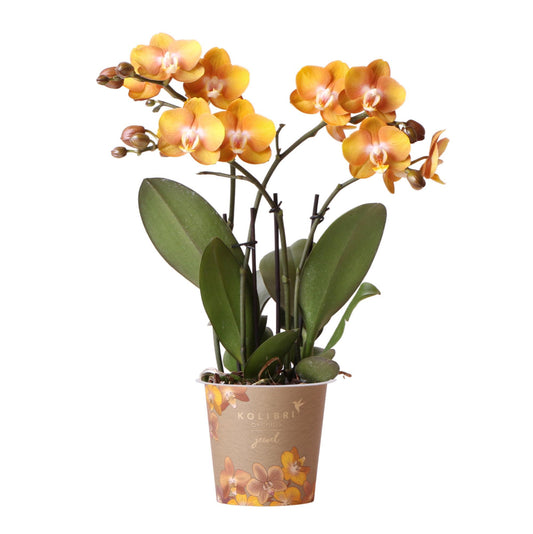 Goud Oranje Phalaenopsis Orchidee - Jewel Las Vegas - potmaat 12cm