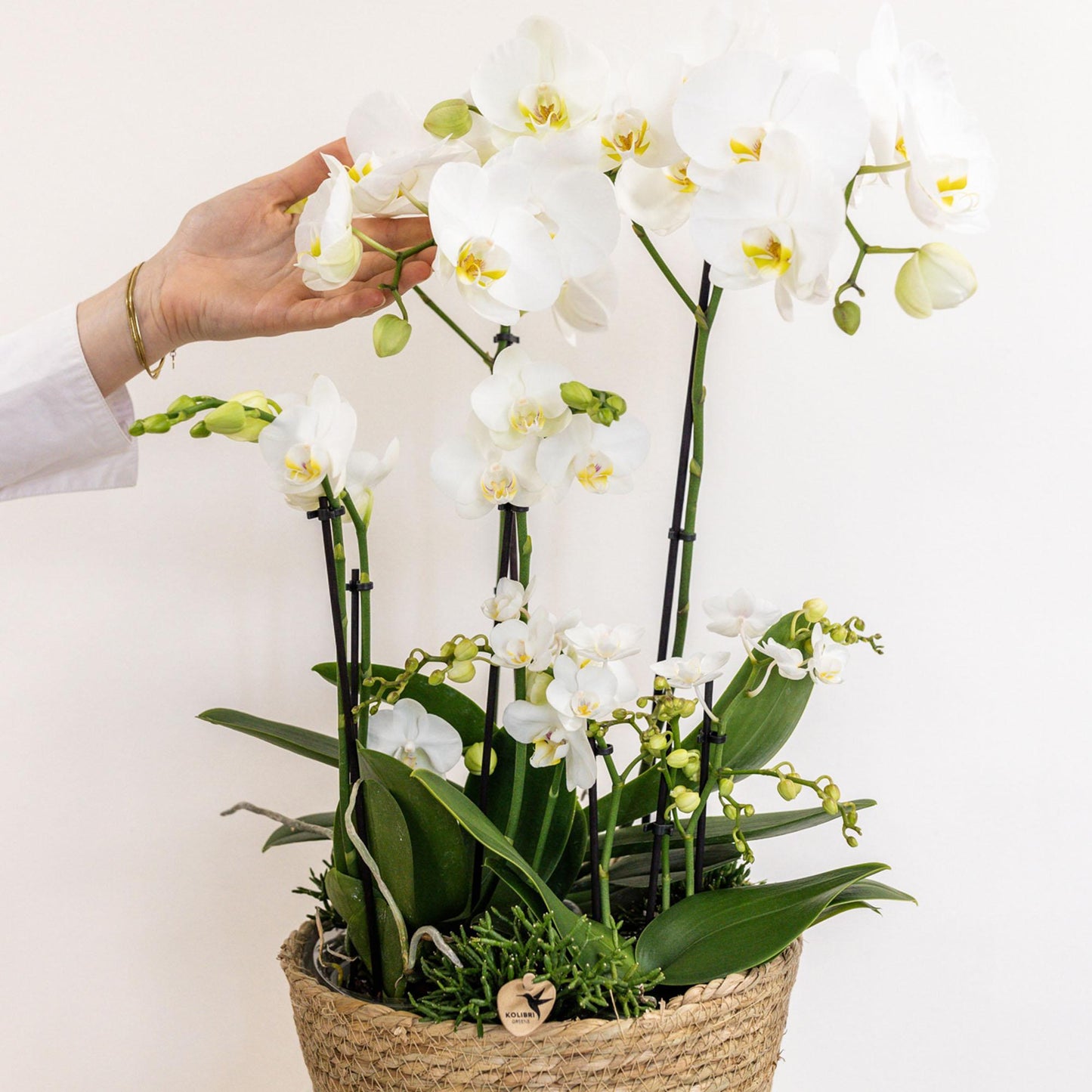 Plant Set in Cotton Basket - Three White Orchids and Three Green Plants - Field Bouquet White with Self-Sustaining Water Reservoir