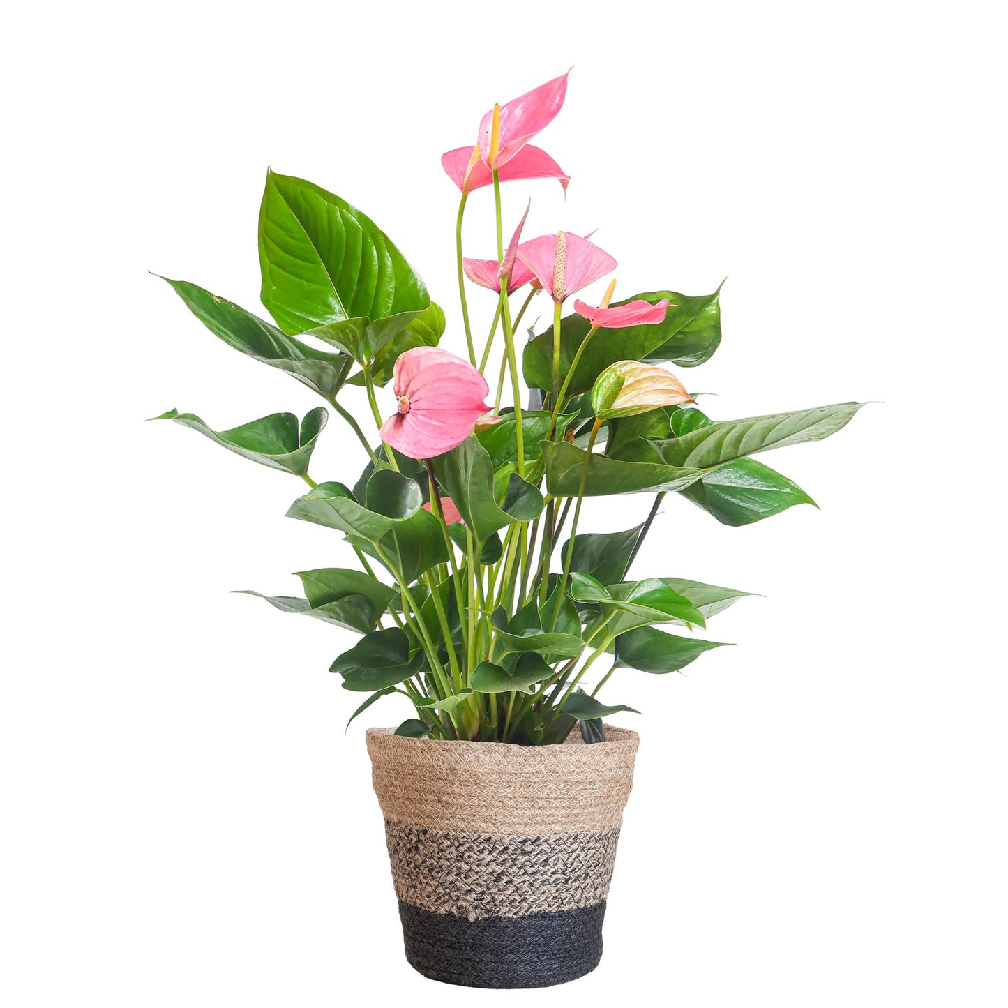 Anthurium Pink Explosion + Lisbon zwarte mand - Hoogte 55cm - Potmaat 17