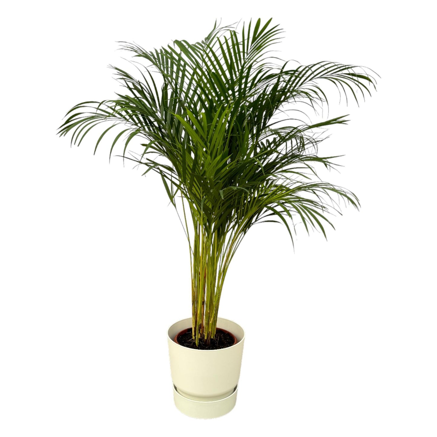 Areca Palmboom - Hoogte 130cm - Incl Elho Greenville Rond - Wit D30xH28