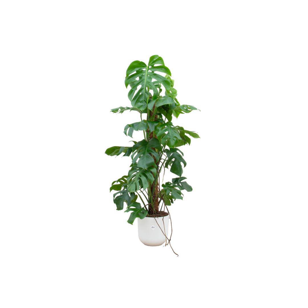 Combo deal - Monstera Pertusum XL + Elho Jazz Round white 26 cm - 120 cm