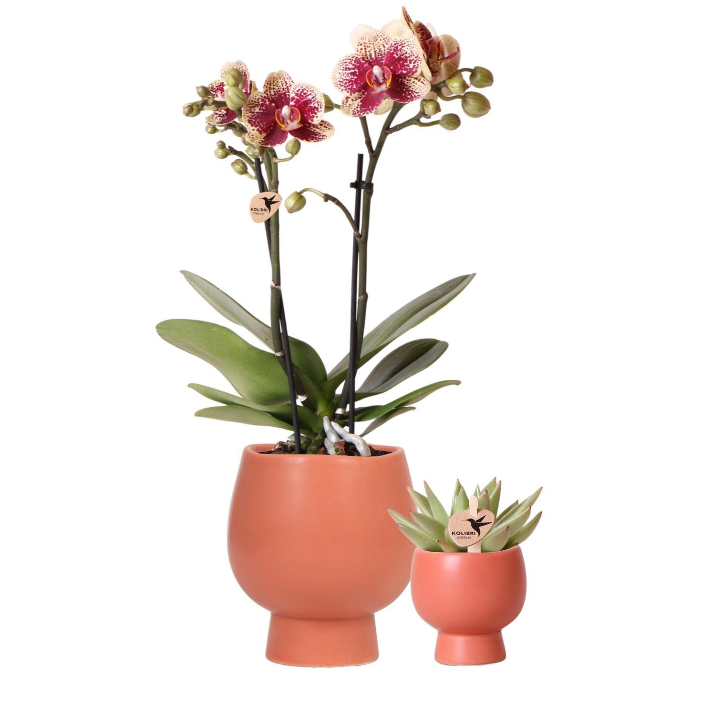 Orange Orchid Set – Scandic Terracota pot