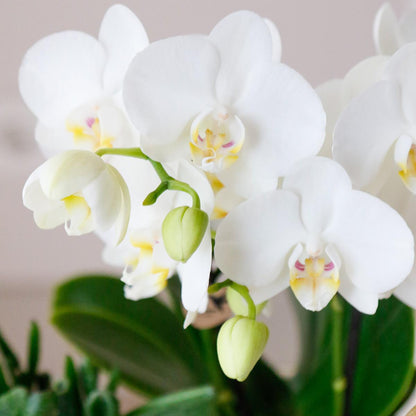 OFERTA COMBI de 4 orquídeas Amabilis blancas - maceta de 9 cm