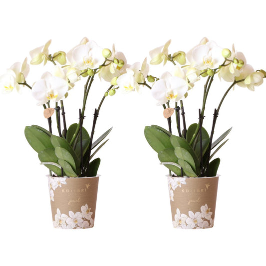 COMBI DEAL of 2 White Orchids - pot size 12cm