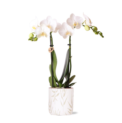 Witte Orchidee Amabilis + Blad Groen Potmaat 9cm