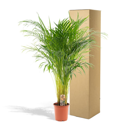 Areca Palm Tree - Height 110 cm - Pot size 21cm