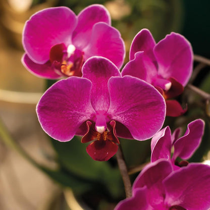 Paarse Orchidee - Morelia + Face to Face pot goud - potmaat 9cm - 35cm hoogte