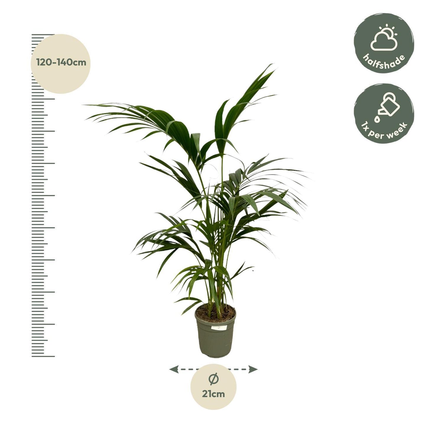 Palmera Kentia - Altura 130 cm - Maceta 21cm