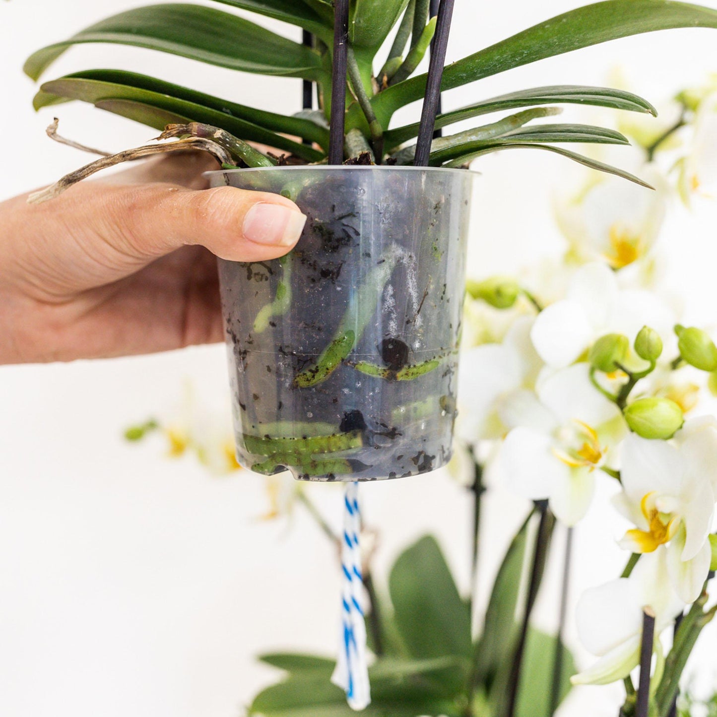 Plant Set in Cotton Basket - Three White Orchids and Three Green Plants - Field Bouquet White with Self-Sustaining Water Reservoir