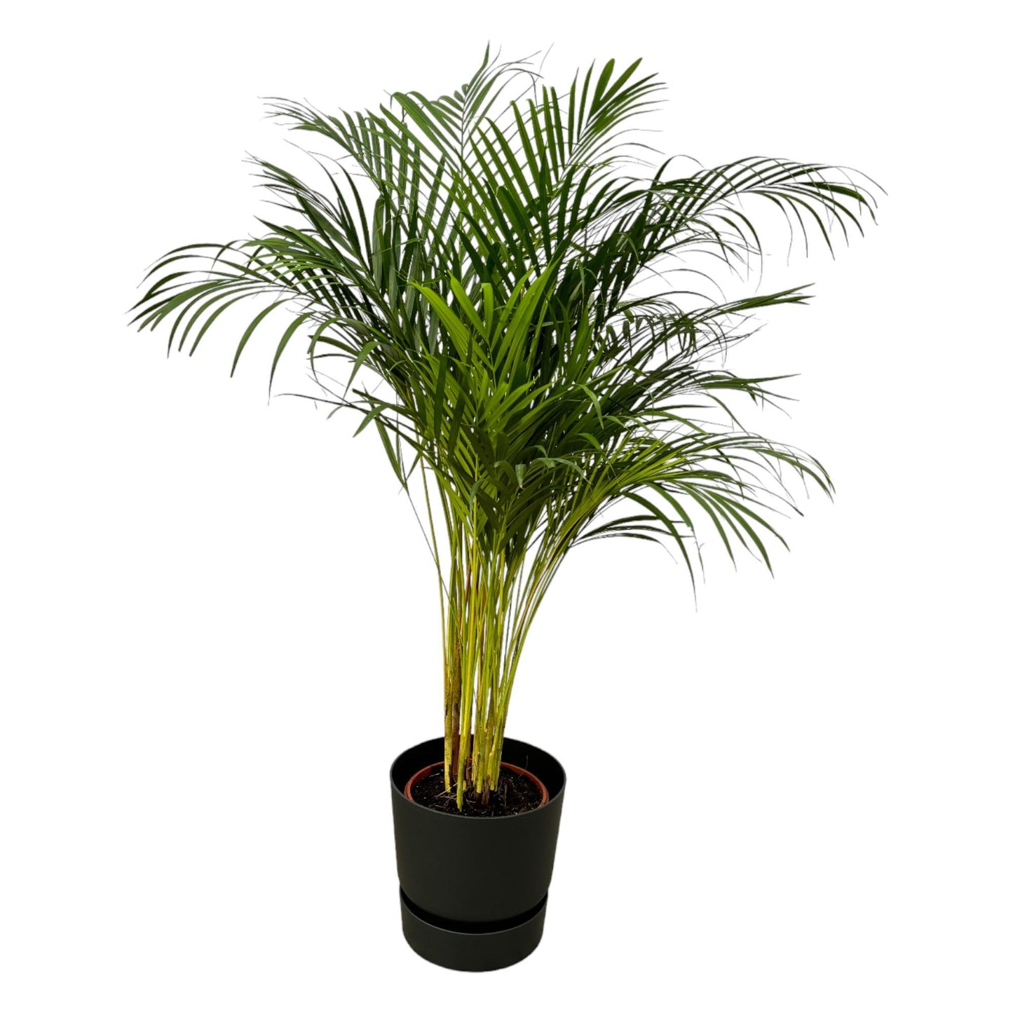 Areca Palm - Height 130 cm + Elho Greenville Round Pot - Black D30xH28