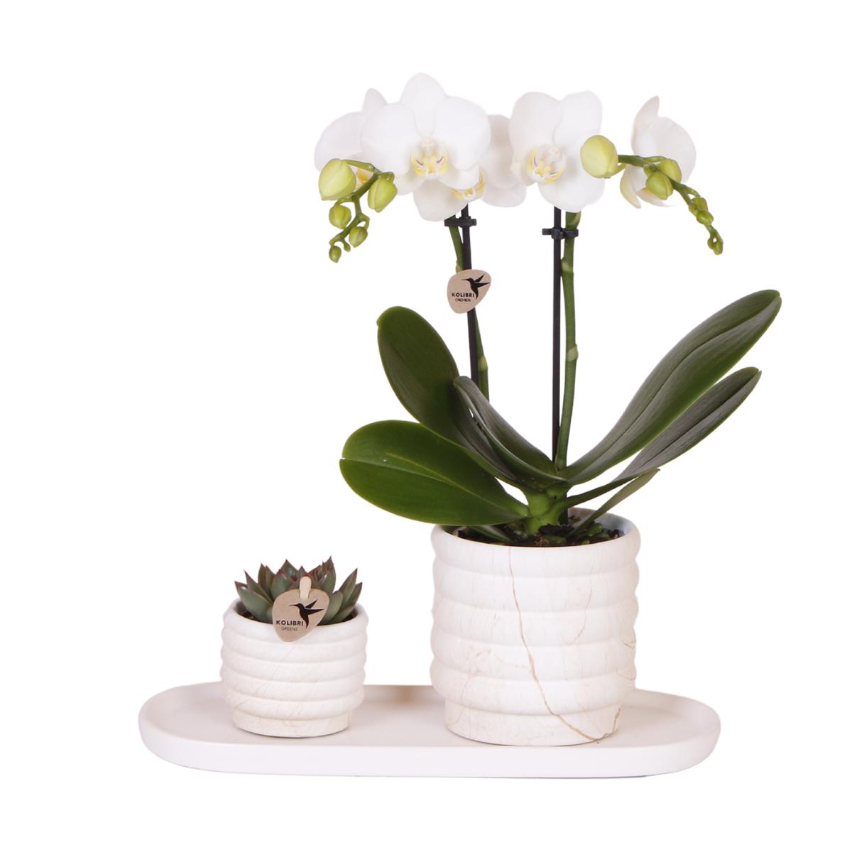 Set de plantas - Orquídea blanca Lausanne y suculentas. Incluye macetas de cerámica en una bandeja orgánica blanca.