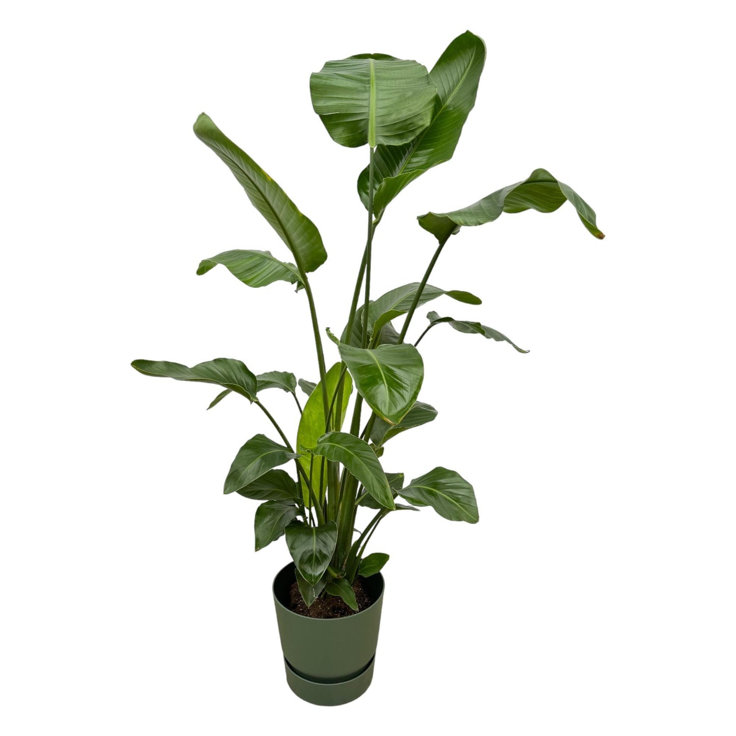 Strelitzia Nicolai + Elho Greenville Round Pot - 160 cm - 30 cm