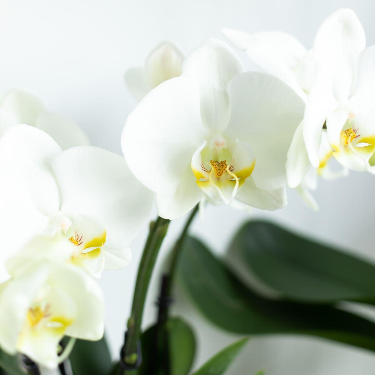 witte orchidee + keramische sierpotten en accessoires