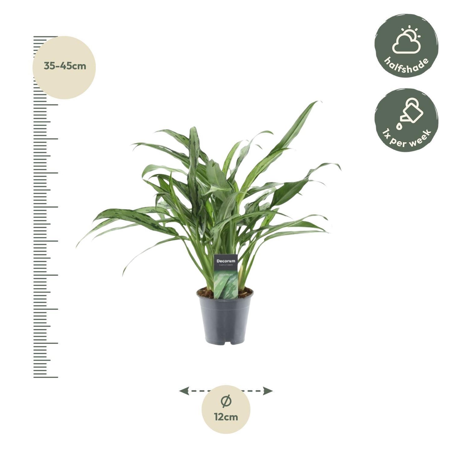 Aglaonema Cutlass - Height 40 cm - Pot size 12 cm